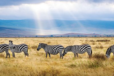5-days-tanzania-wildlife-safari