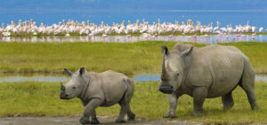 1 Day Lake Nakuru National Park Day Trip and Boat Ride Safari