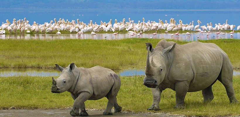 1 Day Lake Nakuru National Park Day Trip and Boat Ride Safari