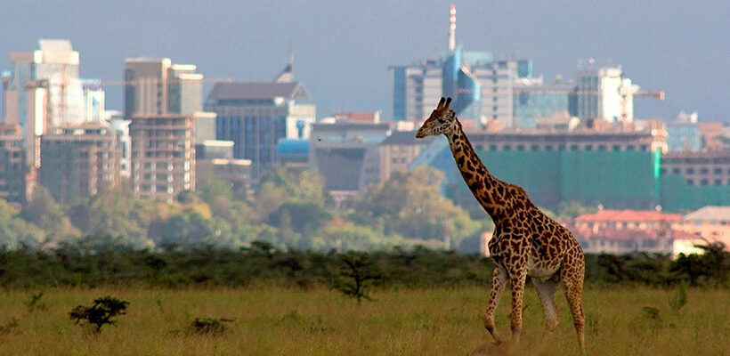 Nairobi National Park Safari, Baby Elephants & Giraffes CenterTour
