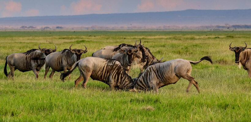 10 Days Best of Tanzania Safari