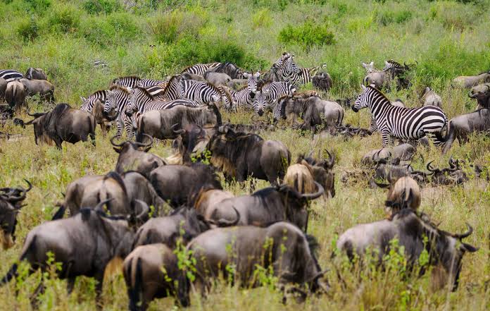 12 Days Kenya & Tanzania Wildlife Safari