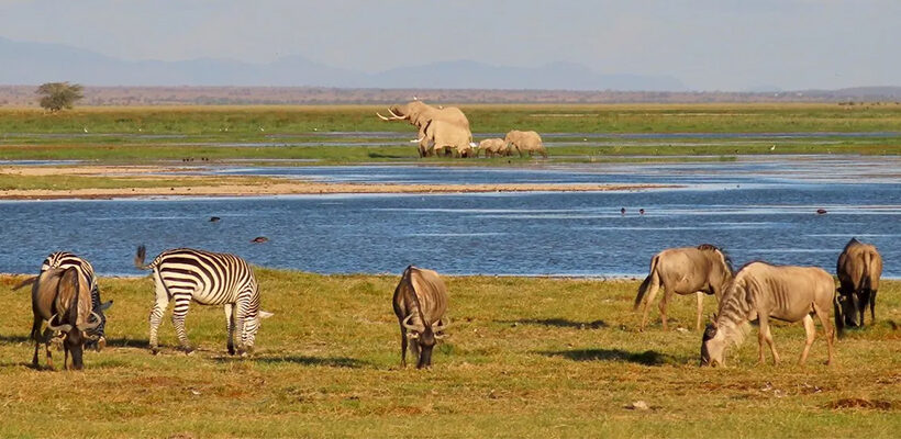 4 Days Masai Mara & Lake Nakuru Budget Safari Kenya