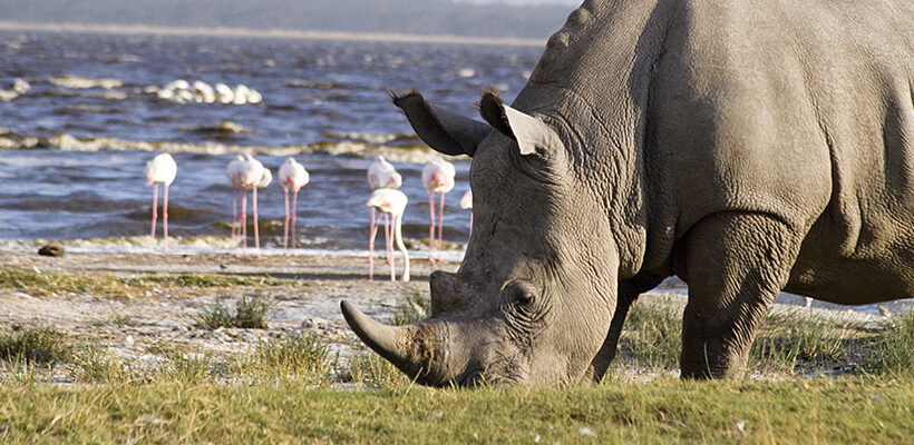 5 Days Masai Mara – Lake Nakuru – Lake Naivasha Budget Safari