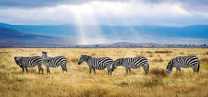 5 Days Tanzania Wildlife Safari