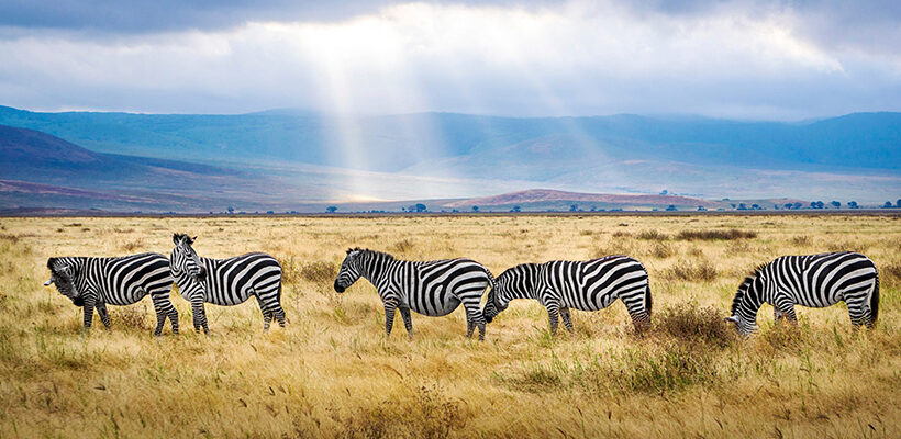 5 Days Tanzania Wildlife Safari