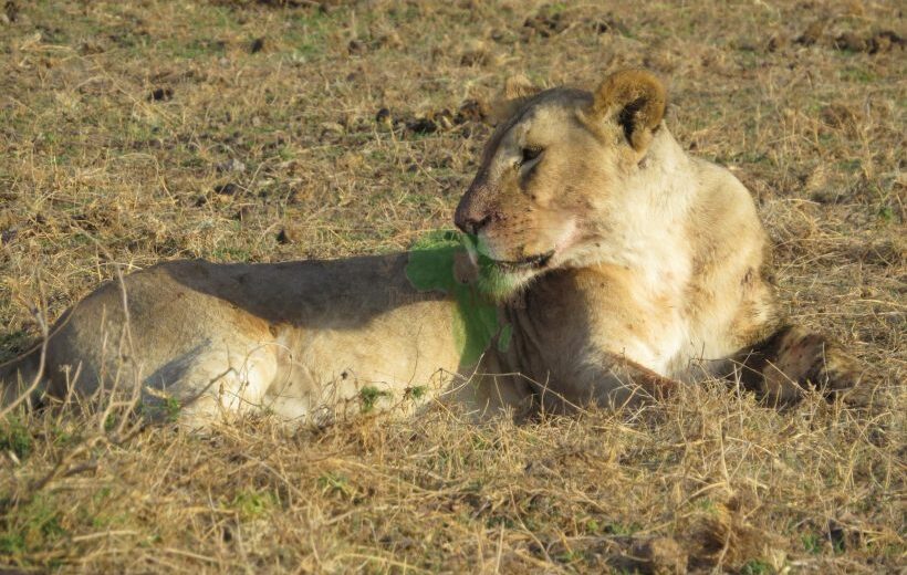 5 Days Tsavo East, West , Amboseli - Nairobi / Mombasa