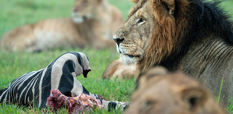 6 days Masai Mara – Lake Nakuru – Amboseli Safari