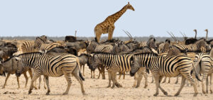 8 Days Best of Tanzania Safari