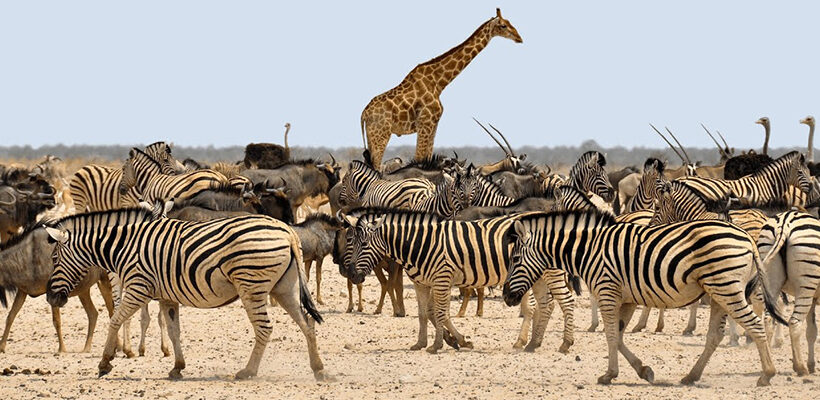 8 Days Best of Tanzania Safari