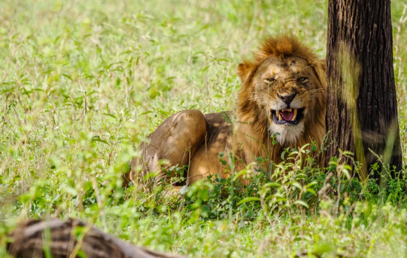 7 Days Best of Tanzania - Kenya Safari