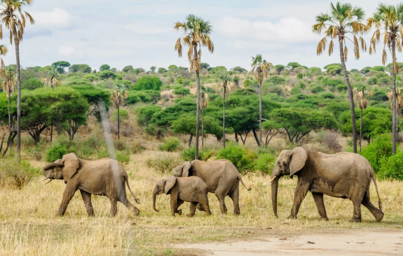 10 Days Kenya & Tanzania Amazing Wildlife Safari
