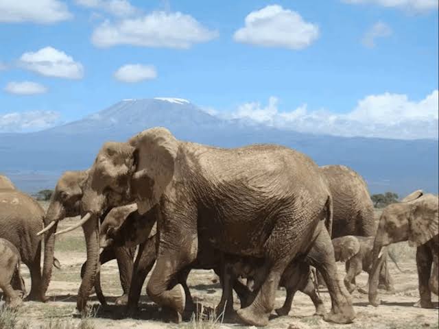 7 Days Maasai Mara, Lakes Nakuru, Naivasha & Amboseli Group Tour