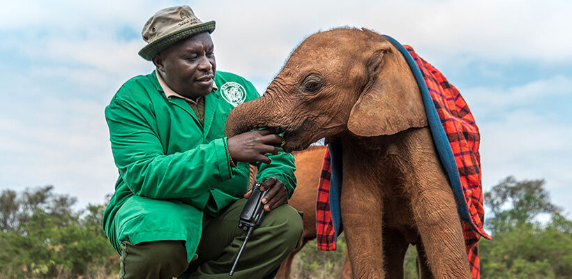 Daphne & David Sheldrick’s Elephant Animal Orphanage & Giraffe Centre