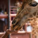 Gallery Thumbnail 0