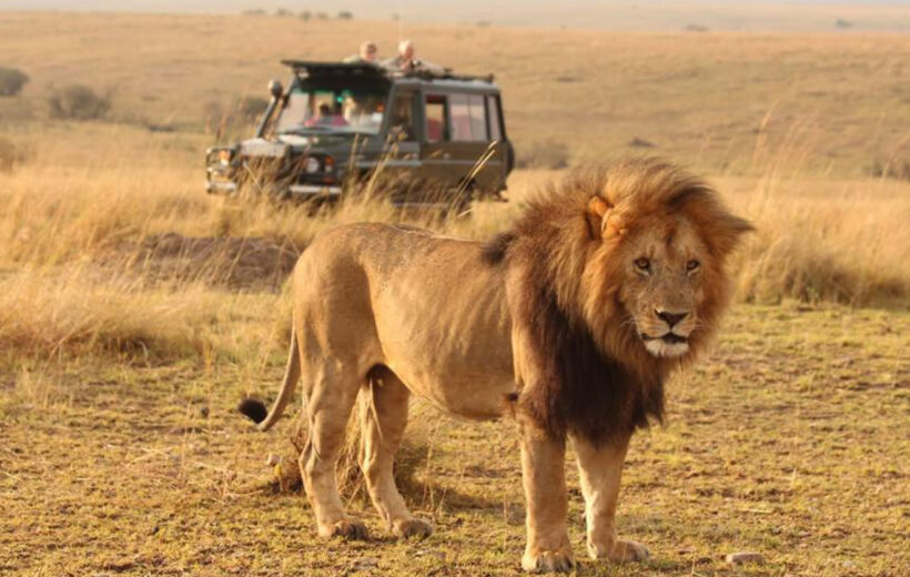 7 Days Lake Nakuru, Masai Mara, Serengeti & Ngorongoro Crater Safari
