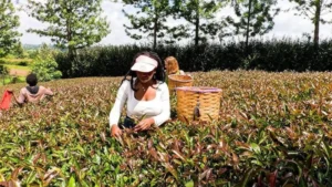 Kenya Coffee & Tea Farm Experience from Nairobi