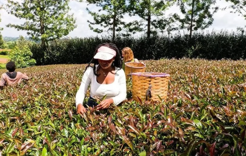 Kenya Coffee & Tea Farm Experience from Nairobi