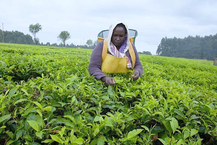 Tea Farm, Coffee Farm & Sensory